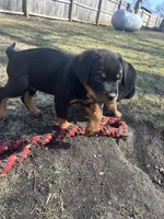 Olive green boy, a male Rottweiler for sale in Alexandria, MN – Photo 5 of 5
