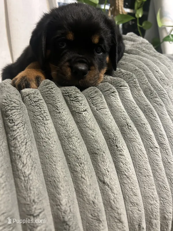 Teal girl – Rottweiler puppy for sale in Elbow Lake, MN