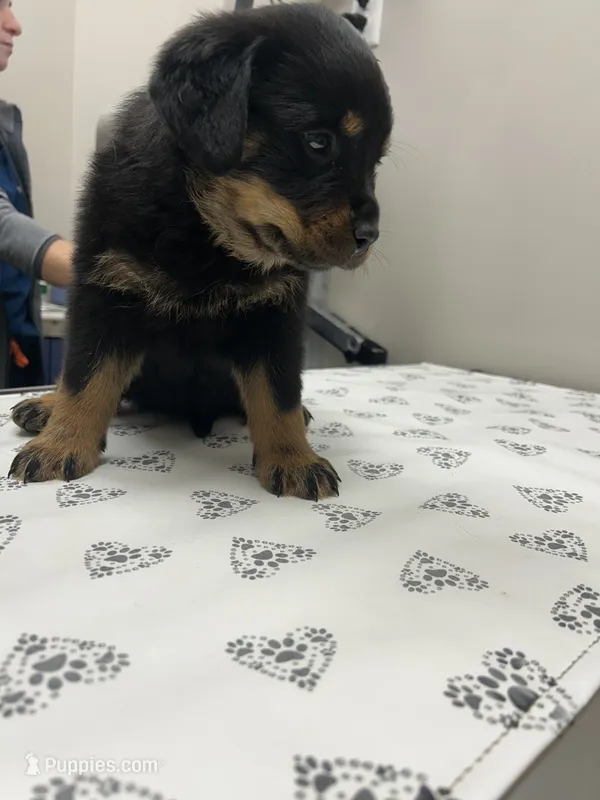 Pink girl – Rottweiler puppy for sale in Elbow Lake, MN