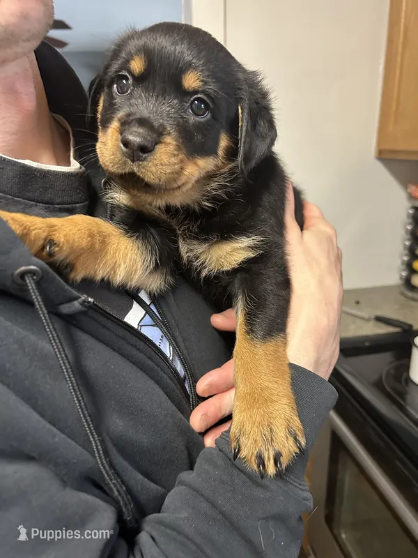 Red girl – Rottweiler puppy for sale in Alexandria, MN