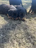 Red girl, a female Rottweiler for sale in Alexandria, MN – Photo 3 of 4