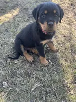 Red girl, a female Rottweiler for sale in Alexandria, MN – Photo 4 of 4