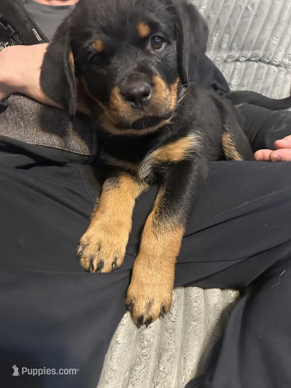 Red girl – Rottweiler puppy for sale in Alexandria, MN
