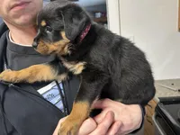 Red girl, a female Rottweiler for sale in Alexandria, MN – Photo 2 of 4