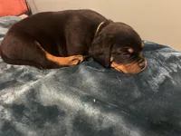 Little boy neon , a male Rottweiler for sale in Alexandria, MN – Photo 4 of 4