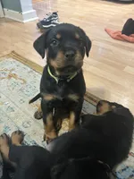Little boy neon , a male Rottweiler for sale in Alexandria, MN – Photo 3 of 4
