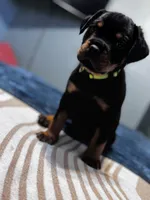 Little boy neon , a male Rottweiler for sale in Alexandria, MN – Photo 1 of 4