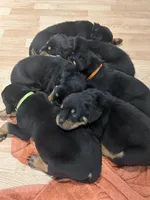 Little boy neon , a male Rottweiler for sale in Alexandria, MN – Photo 2 of 4