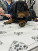 Yellow girl, a female Rottweiler for sale in Elbow Lake, MN – 2 of 2
