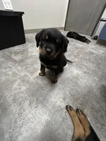 Black girl, a female Rottweiler for sale in Elbow Lake, MN – 2 of 2