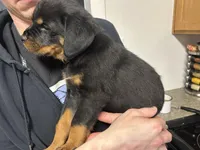 Green boy, a male Rottweiler for sale in Alexandria, MN – Photo 1 of 5