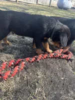 Green boy, a male Rottweiler for sale in Alexandria, MN – Photo 5 of 5
