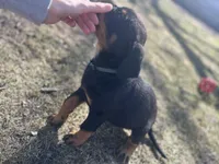 Green boy, a male Rottweiler for sale in Alexandria, MN – Photo 2 of 5