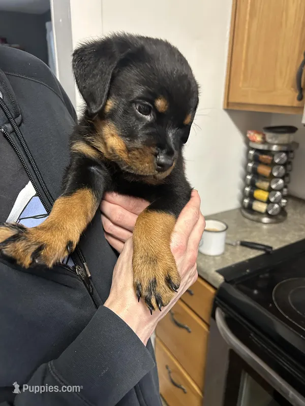 Green boy – Rottweiler puppy for sale in Alexandria, MN