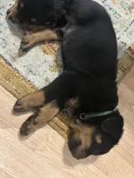 Green boy, a male Rottweiler for sale in Alexandria, MN – Photo 4 of 5