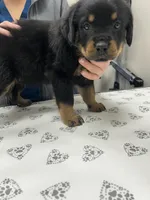 Pink girl, a female Rottweiler for sale in Elbow Lake, MN – 2 of 2