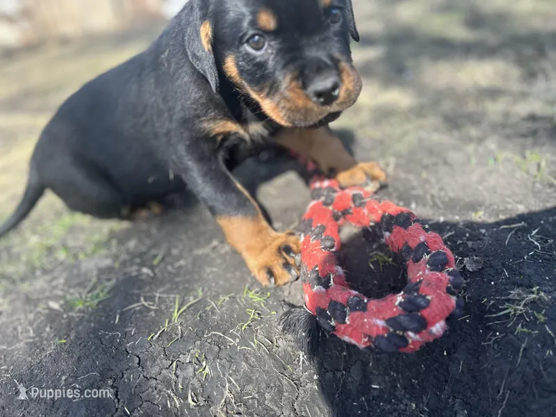 Red boy – Rottweiler puppy for sale in Alexandria, MN