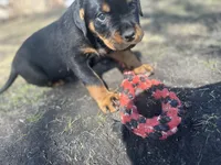 Red boy, a male Rottweiler for sale in Alexandria, MN – Photo 1 of 3