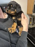 Red boy, a male Rottweiler for sale in Alexandria, MN – Photo 2 of 3