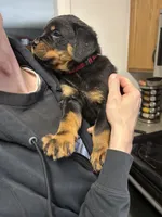 Red boy, a male Rottweiler for sale in Alexandria, MN – Photo 3 of 3