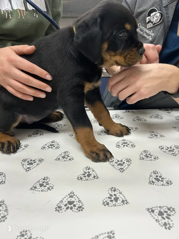 Yellow girl – Rottweiler puppy for sale in Elbow Lake, MN