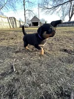 Purple girl, a female Rottweiler for sale in Alexandria, MN – Photo 6 of 6