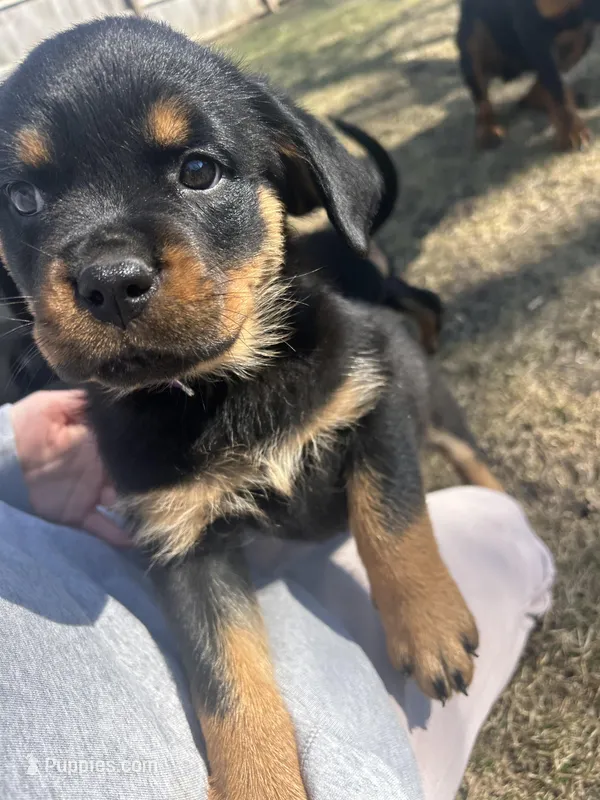 Purple girl – Rottweiler puppy for sale in Alexandria, MN