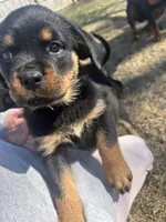 Purple girl, a female Rottweiler for sale in Alexandria, MN – Photo 1 of 6