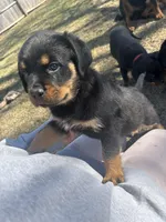 Purple girl, a female Rottweiler for sale in Alexandria, MN – Photo 5 of 6