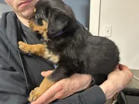 Purple girl, a female Rottweiler for sale in Alexandria, MN – Photo 3 of 6