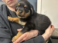 Purple girl, a female Rottweiler for sale in Alexandria, MN – Photo 4 of 6