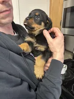 Purple girl, a female Rottweiler for sale in Alexandria, MN – Photo 2 of 6