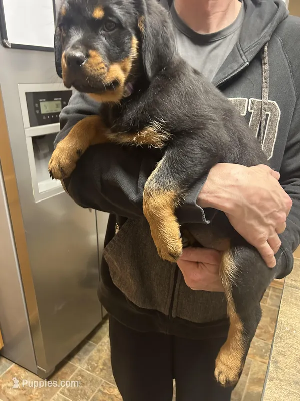 Purple girl – Rottweiler puppy for sale in Alexandria, MN