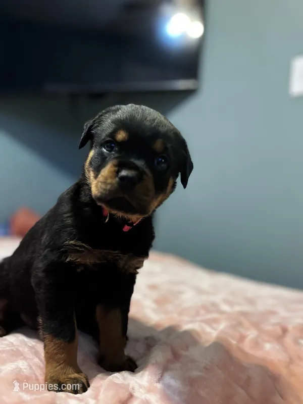 Pink girl – Rottweiler puppy for sale in Alexandria, MN