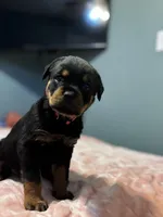 Pink girl, a female Rottweiler for sale in Alexandria, MN – Photo 1 of 3