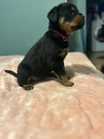 Pink girl, a female Rottweiler for sale in Alexandria, MN – Photo 3 of 3