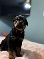 Pink girl, a female Rottweiler for sale in Alexandria, MN – Photo 2 of 3