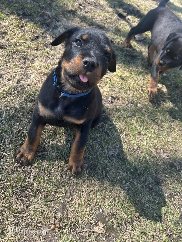 Royal blue  – Rottweiler puppy for sale in Alexandria, MN