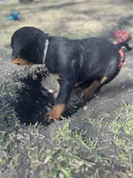 White boy , a male Rottweiler for sale in Alexandria, MN – Photo 2 of 8