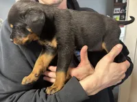 White boy , a male Rottweiler for sale in Alexandria, MN – Photo 7 of 8