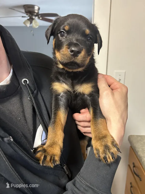 White boy , a male Rottweiler for sale in Alexandria, MN – Photo 1 of 8