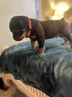 White boy , a male Rottweiler for sale in Alexandria, MN – Photo 4 of 8