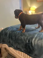 White boy , a male Rottweiler for sale in Alexandria, MN – Photo 3 of 8