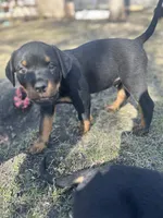White boy , a male Rottweiler for sale in Alexandria, MN – Photo 5 of 8
