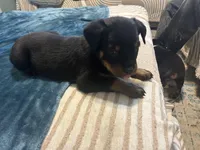 White boy , a male Rottweiler for sale in Alexandria, MN – Photo 6 of 8