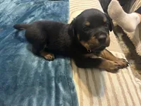 White boy , a male Rottweiler for sale in Alexandria, MN – Photo 8 of 8