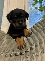 Black girl, a female Rottweiler for sale in Elbow Lake, MN – 1 of 2