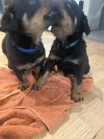 Royal blue , a male Rottweiler for sale in Alexandria, MN – Photo 2 of 3