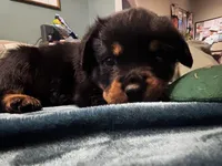 Royal blue , a male Rottweiler for sale in Alexandria, MN – Photo 1 of 3