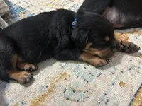 Royal blue , a male Rottweiler for sale in Alexandria, MN – Photo 3 of 3